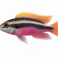 Kribensis - Pelvicachromis pulcher