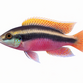 Kribensis - Pelvicachromis pulcher