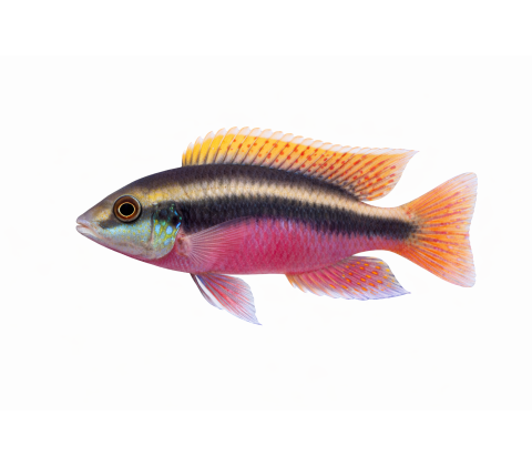Kribensis - Pelvicachromis pulcher