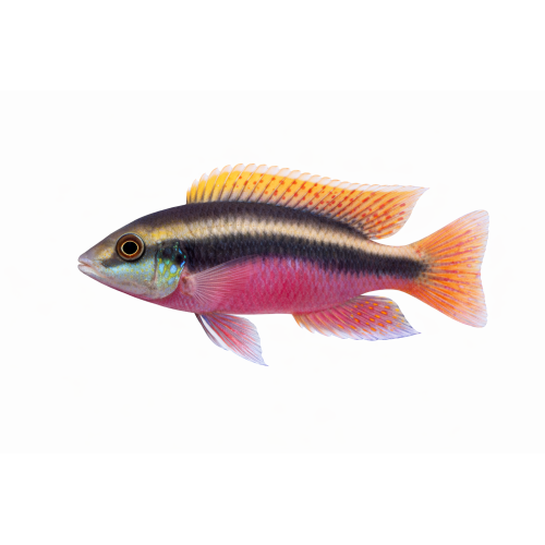 Kribensis - Pelvicachromis pulcher