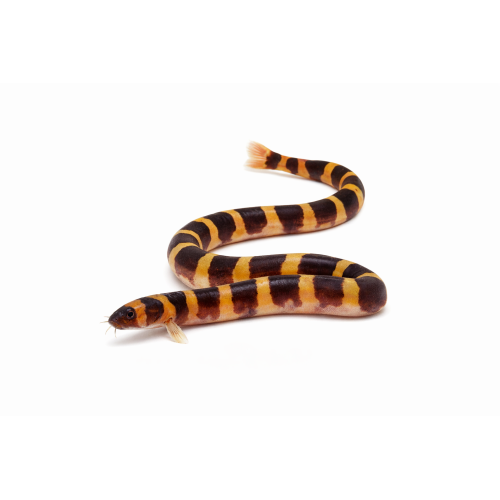 Kuhli Ål - Pangio kuhlii