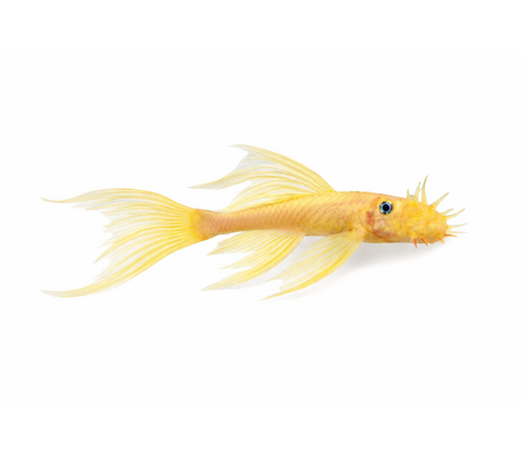 L144 Longfin Ancistrus - Ancistrus sp. "L144 Longfin"