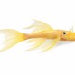 L144 Longfin Ancistrus - Ancistrus sp. "L144 Longfin"