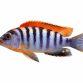 LAB Hongi Red top - Labidochromis hongi “Red Top”