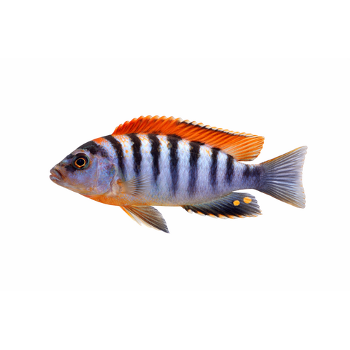 LAB Hongi Red top - Labidochromis sp. hongi “Red Top”
