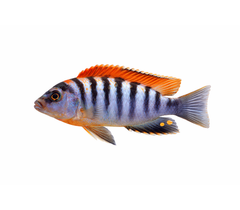 LAB Hongi Red top - Labidochromis sp. hongi “Red Top”