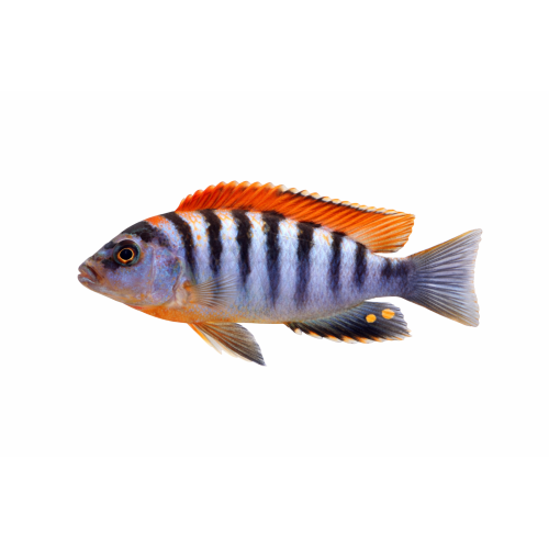 LAB Hongi Red top - Labidochromis hongi “Red Top”