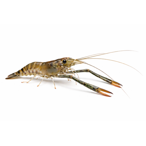 Langarmsreje - Macrobrachium dayanum