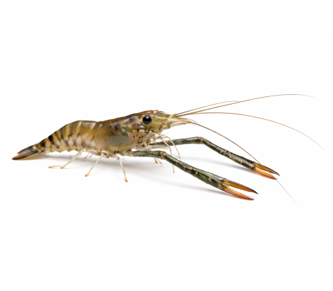 Langarms rejer - Macrobrachium dayanum