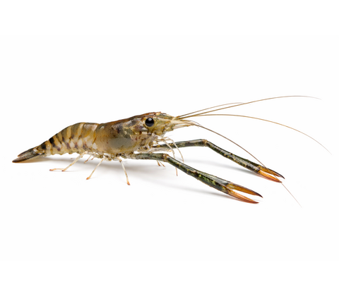 Langarmsreje - Macrobrachium dayanum