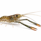 Langarmsreje - Macrobrachium dayanum