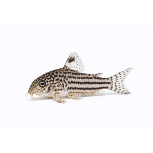 Leopard Pansermalle - Corydoras trilineatus