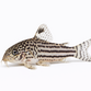 Leopardpansermalle - Corydoras trilineatus
