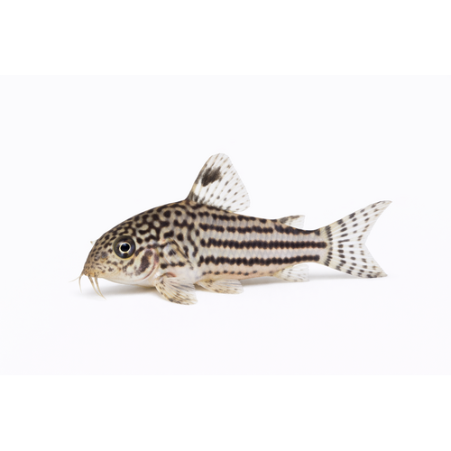 Leopardpansermalle - Corydoras trilineatus