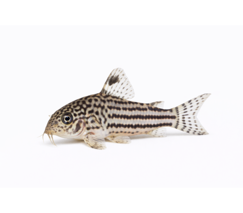 Leopard Pansermalle - Corydoras trilineatus