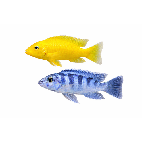 Lombardoi Cichlide - Maylandia lombardoi / Pseudotropheus lombardoi