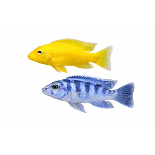 Lombardoi - Pseudotropheus lombardoi