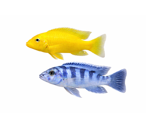 Lombardoi Cichlide - Maylandia lombardoi / Pseudotropheus lombardoi