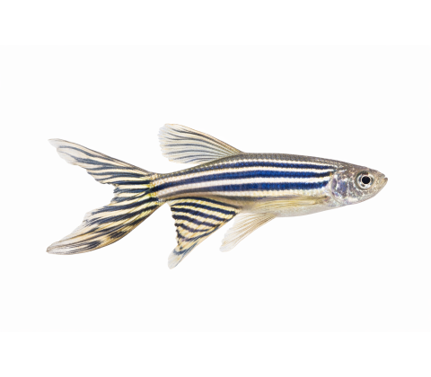 Longfin Zebrafisk - Danio rerio  "Longfin"
