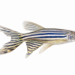 Longfin Zebrafisk - Danio rerio  "Longfin"