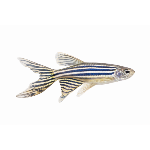 Longfin Zebrafisk - Danio rerio  "Longfin"