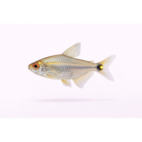 Lygte Tetra - Hemigrammus ocellifer