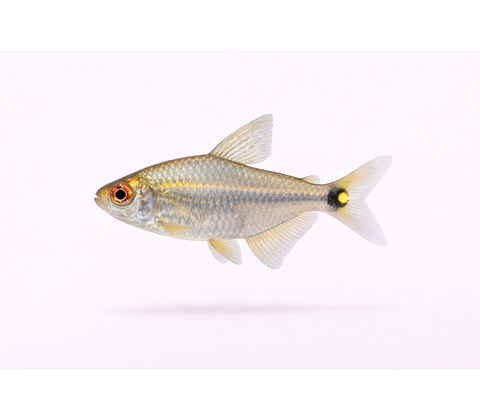 Lygte Tetra - Hemigrammus ocellifer