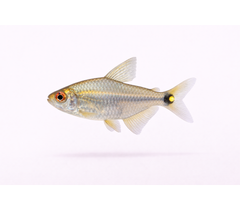 Lygte Tetra - Hemigrammus ocellifer
