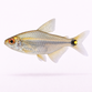 Lygte Tetra - Hemigrammus ocellifer