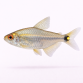 Lygte Tetra - Hemigrammus ocellifer