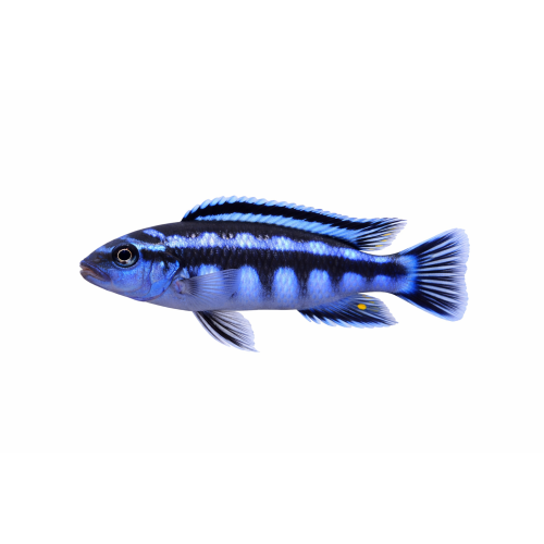Maingane - Melanochromis maingano