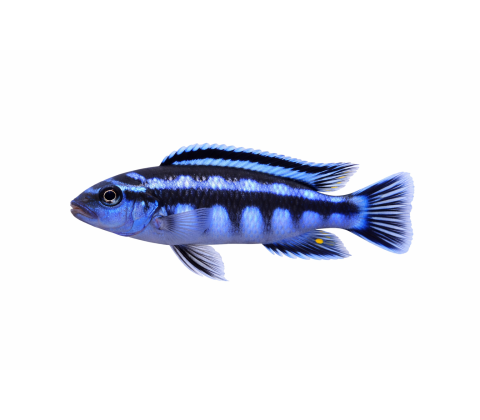 Maingane - Melanochromis maingano