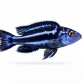 Maingano Cichlide - Pseudotropheus cyaneorhabdos / Melanochromis maingano