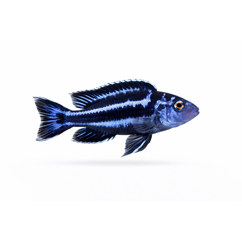 Maingano Cichlide - Pseudotropheus cyaneorhabdos / Melanochromis maingano