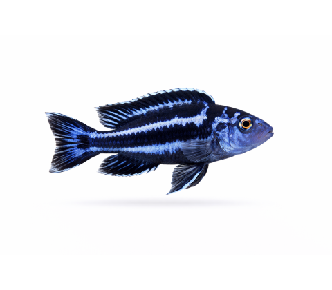 Maingano Cichlide - Pseudotropheus cyaneorhabdos / Melanochromis maingano