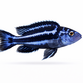 Maingano Cichlide - Pseudotropheus cyaneorhabdos / Melanochromis maingano