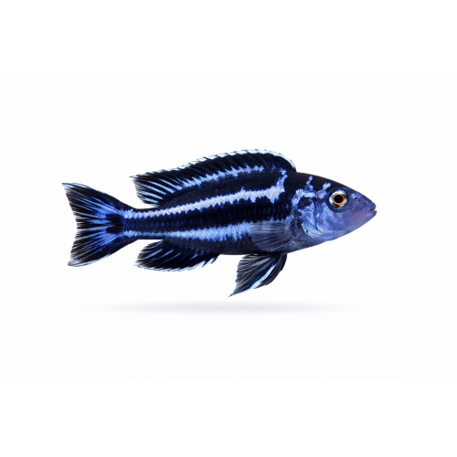 Maingano Cichlide - Pseudotropheus cyaneorhabdos / Melanochromis maingano