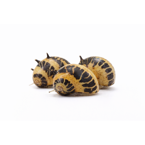 Marble snegl - Clithon sowerianum