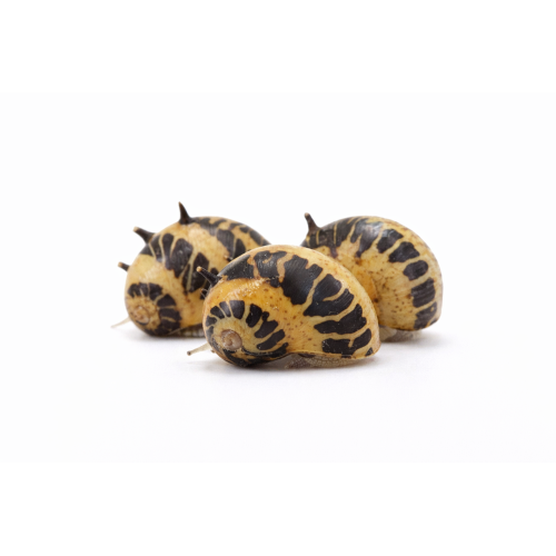 Marble snegl - Clithon sowerianum