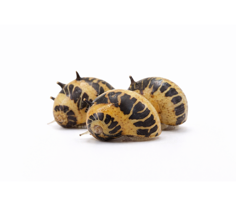 Marble snegl - Clithon sowerianum
