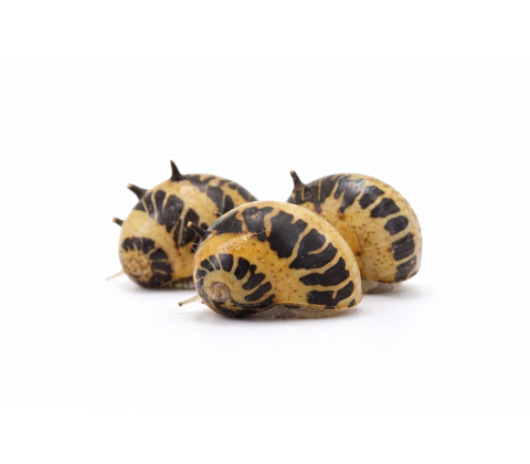 Marble snegl - Clithon sowerianum