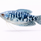 Marmor Gurami - Trichopodus trichopterus / Trichogaster trichopterus “Cosby”