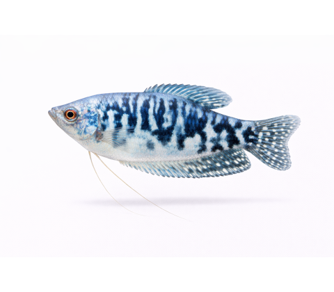 Marmor Gurami - Trichogaster trichopterus “Cosby”