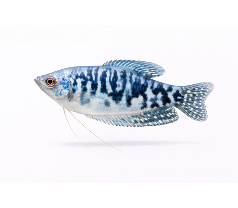 Marmor Gurami - Trichopodus trichopterus / Trichogaster trichopterus “Cosby”