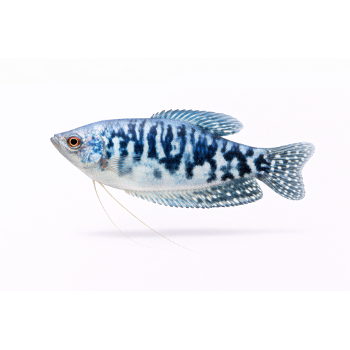 Marmor Gurami - Trichogaster trichopterus “Cosby”