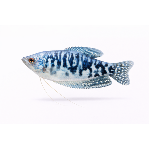 Marmor Gurami - Trichopodus trichopterus / Trichogaster trichopterus “Cosby”