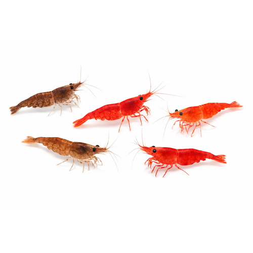 Mix rejer - Neocaridina davidi
