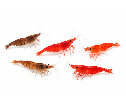 Mix rejer - Neocaridina davidi