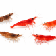 Mix rejer - Neocaridina davidi