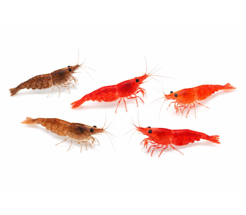 Mix rejer - Neocaridina davidi